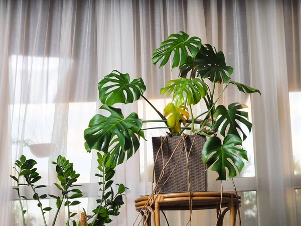 Monstera plant in a pot in the interior