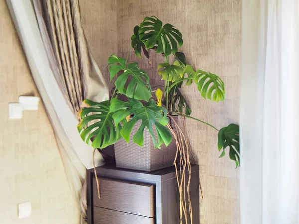 Monstera Plant Pot Interior — Stock Photo, Image