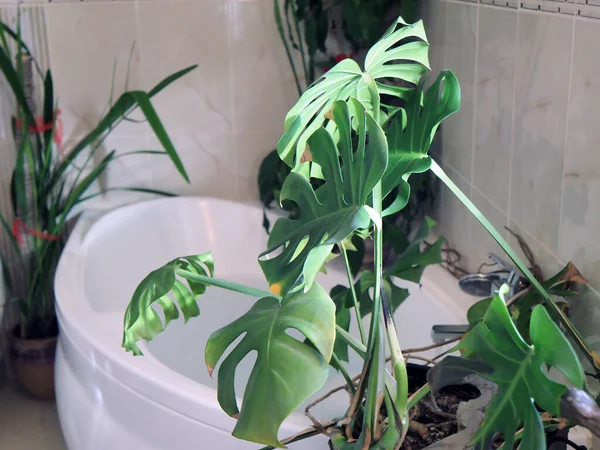 Monstera Plant Pot Interior — 图库照片