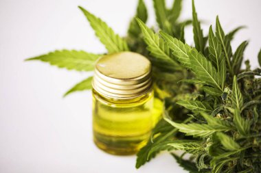 Tıbbi marihuana kenevir yağı cbd