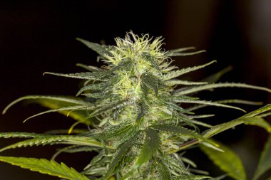 Tıbbi esrar marihuana fabrikası