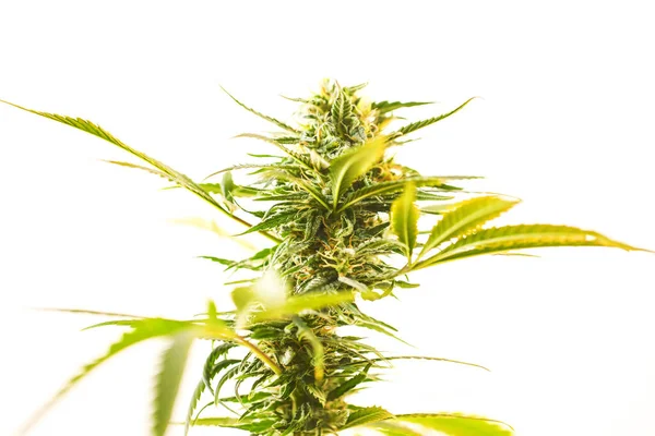 Blooming Autumn Plant Medical Marijuana Cannabis Hemp — Foto Stock