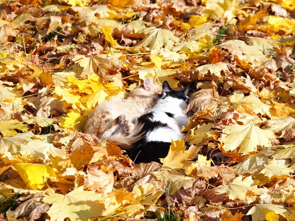 秋天的公园里 猫坐在落下来的黄叶上 — 图库照片