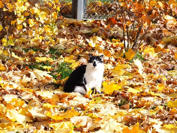 Gato Senta Folhas Amarelas Caídas Outono Parque — Fotografia de Stock