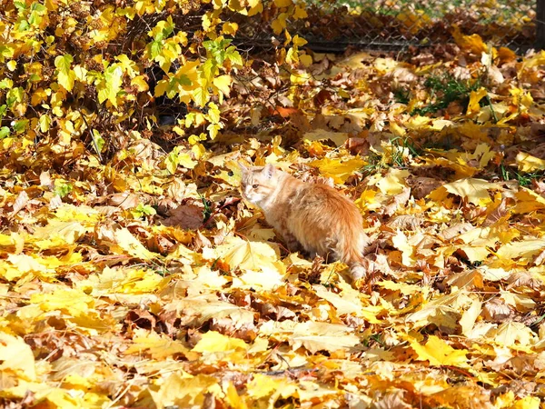 Gato Senta Folhas Amarelas Caídas Outono Parque — Fotografia de Stock