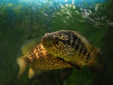 Büyük balıklar ev akvaryumunda yüzer.