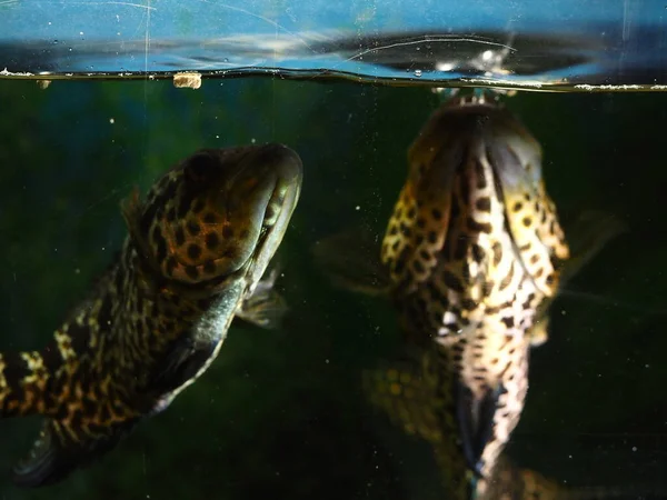 Stora Fiskar Simmar Ett Hem Akvarium Närbild — Stockfoto