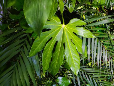Yeşil bitkilerden oluşan dekorasyon arka planı tropikal yapraklar