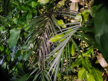 Yeşil bitkilerden oluşan dekorasyon arka planı tropikal yapraklar