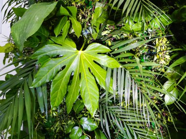 Yeşil bitkilerden oluşan dekorasyon arka planı tropikal yapraklar