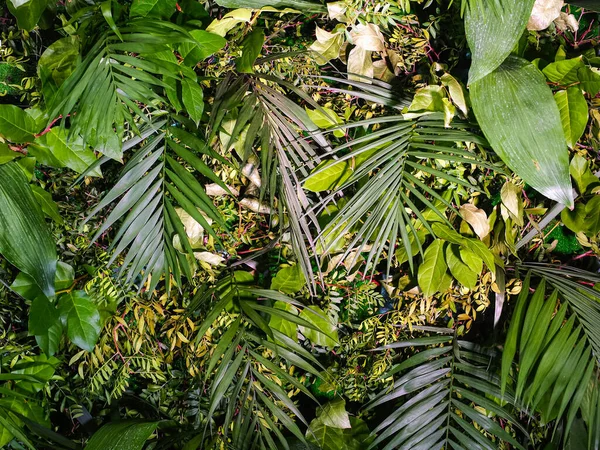 Decoração Fundo Parede Plantas Verdes Folhas Tropicais — Fotografia de Stock