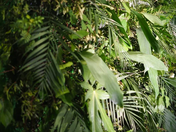 Decoratie Achtergrond Muur Van Groene Planten Bladeren Tropische — Stockfoto