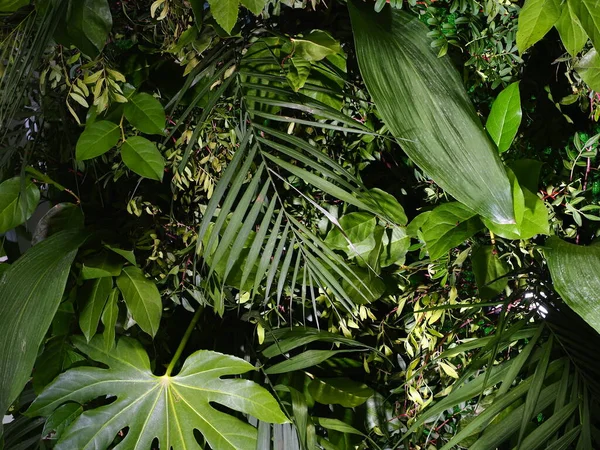 Decoratie Achtergrond Muur Van Groene Planten Bladeren Tropische — Stockfoto