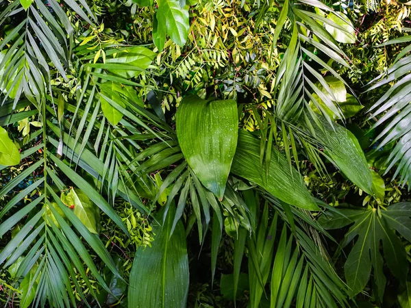 Decoración Fondo Pared Plantas Verdes Hojas Tropicales —  Fotos de Stock