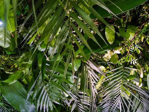 Dekoracje Tło Ściana Zielonych Roślin Liście Tropikalne — Zdjęcie stockowe