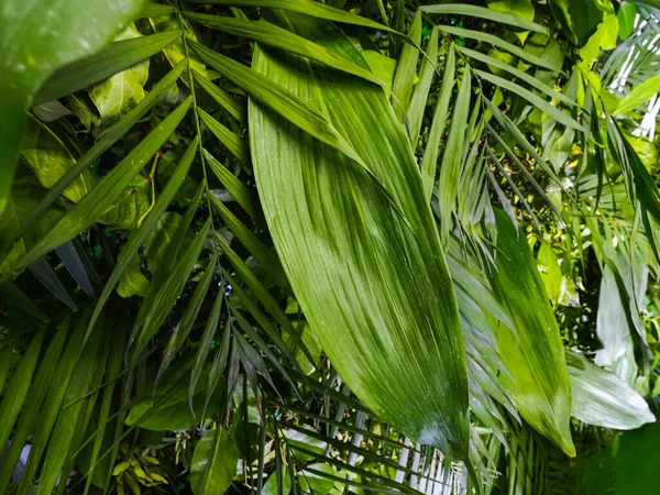 Decoración Fondo Pared Plantas Verdes Hojas Tropicales —  Fotos de Stock