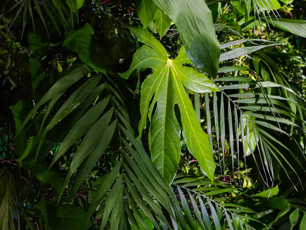 Decoração Fundo Parede Plantas Verdes Folhas Tropicais — Fotografia de Stock