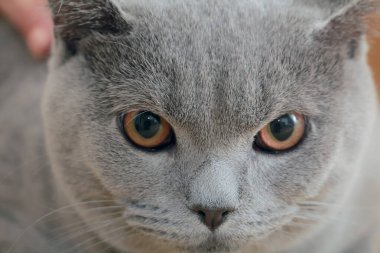 Gri kedi yakın portre