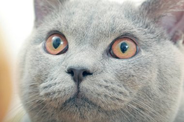 Gri kedi yakın portre