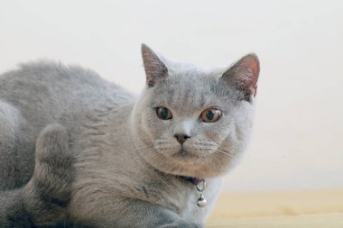 Gri kedi yakın portre