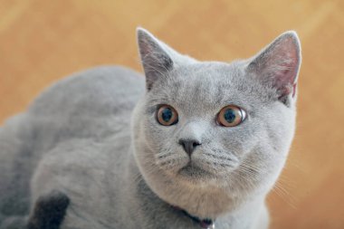 Gri kedi kürk evcil hayvanını kapat