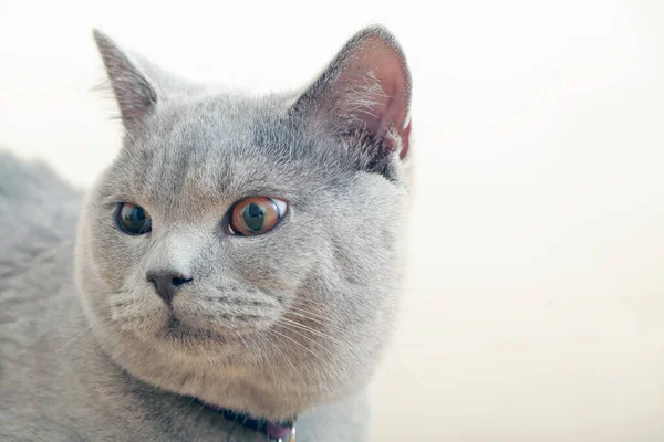 Gray Cat Close Portrait — Stock Photo, Image