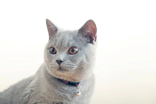 Gray Cat Close Portrait — Stock Photo, Image
