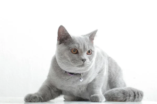 肖像画を灰色の猫をすぐ近くにあります — ストック写真