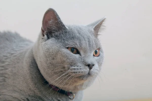 Gray Cat Close Fur Pet — Stock Photo, Image