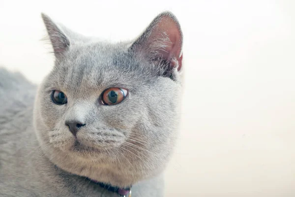 Gray Cat Close Fur Pet — Stock Photo, Image