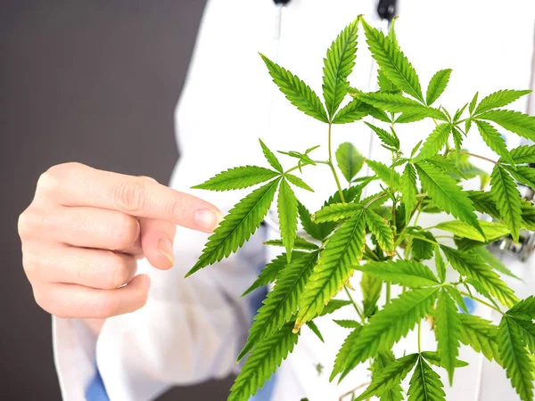 Maconha Medicinal Maconha Erva Nas Mãos Uma Mulher Cientista Médico — Fotografia de Stock