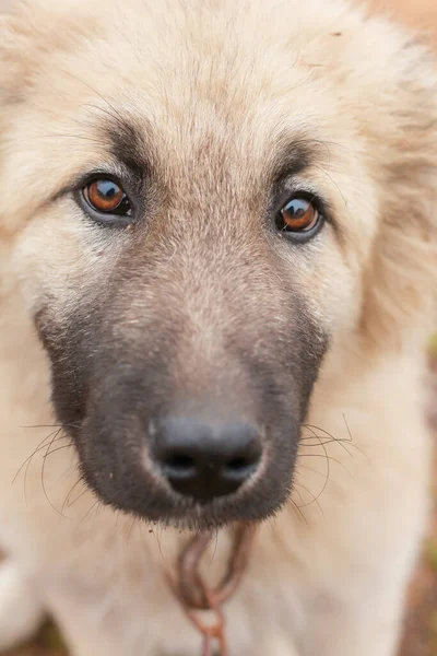 caucasian shepherd dogs in nature puppies