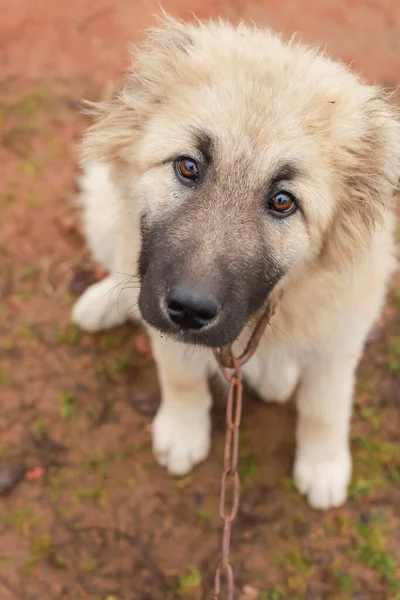 Anjing Gembala Kaukasia Alam Anak Anjing Stok Foto