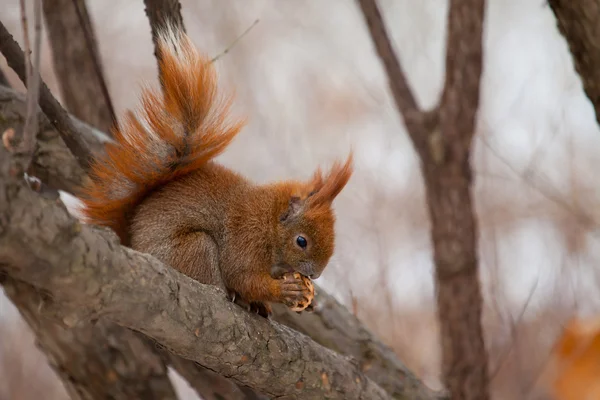 나뭇가지에 앉아 있는 붉은 다람쥐 — 스톡 사진