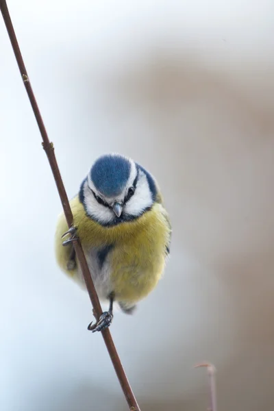 Blue tit — Stock Photo, Image