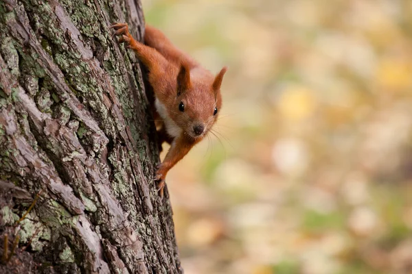 Squirrel — Stock Photo, Image