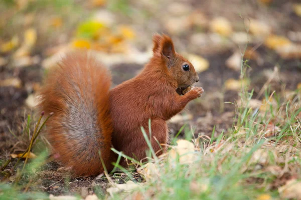 Eichhörnchen — Stockfoto