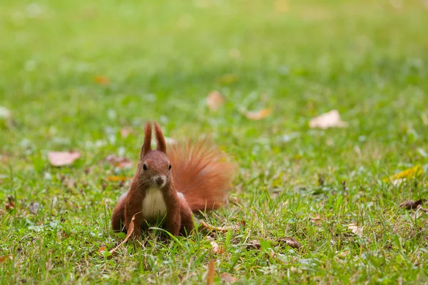 Eichhörnchen — Stockfoto