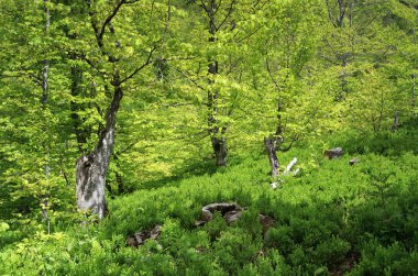 Yeşil tonlarında manzara