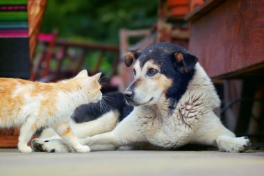 köpek ve kedi