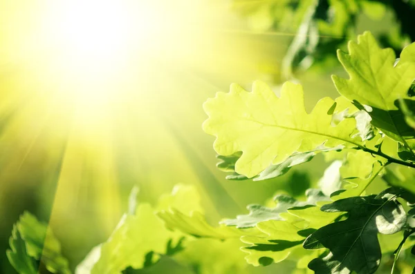 Feuilles de chêne — Photo