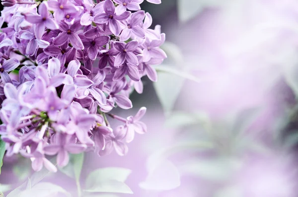 布什是盛开的丁香花 — 图库照片