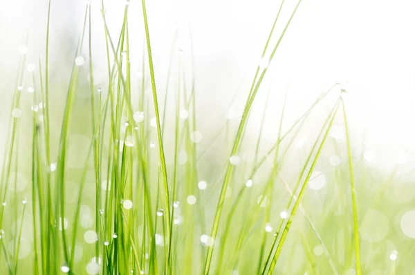 Hierba con gotas de rocío — Foto de Stock