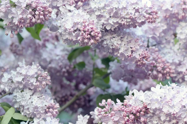 Spring flowers of lilac — Stock Photo, Image