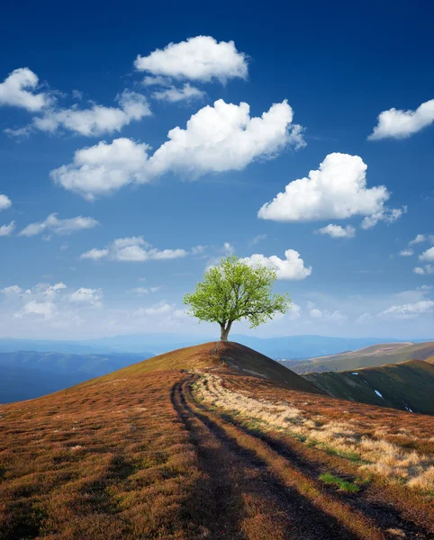 Árbol en una cima de montaña —  Fotos de Stock