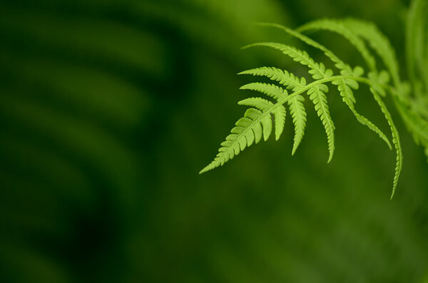 Fern leaf