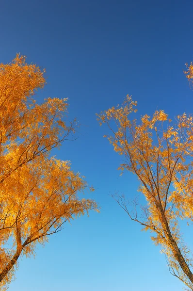 Branches d'arbres d'automne — Photo