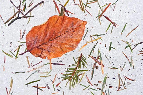 Осенний лист на льду — стоковое фото