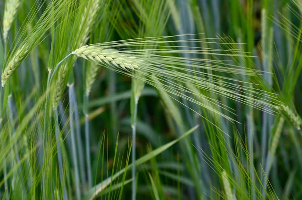 Il grano — Foto Stock