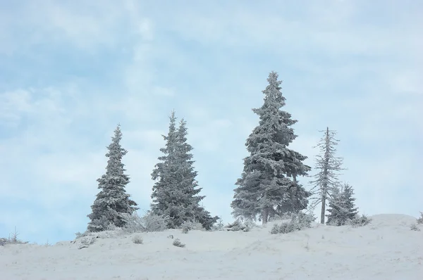 Snedækkede træer - Stock-foto